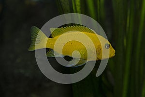 The Zebra mbuna Maylandia zebra.