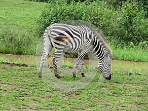 zebra in the meadow