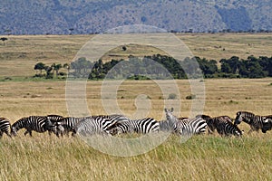 Zebra migration, Masai Mara, Kenya