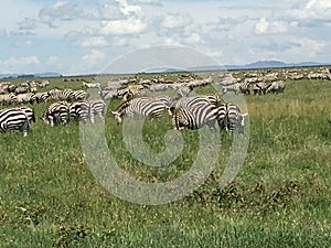 Zebra Migration Serengeti Breathtaking Safari