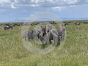 Zebra Migration Serengeti Breathtaking Safari