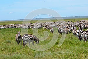 Zebra Migration Serengeti Breathtaking Safari