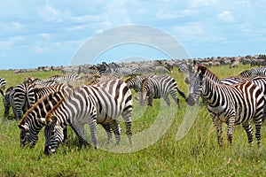 Zebra Migration Serengeti Breathtaking Safari