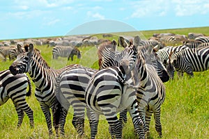 Zebra Migration Serengeti Breathtaking Safari