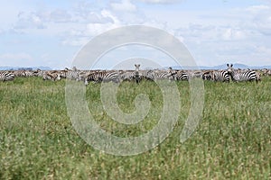 Zebra Migration Serengeti Breathtaking Safari