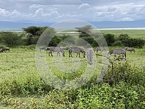 Zebra Migration Serengeti Breathtaking Safari