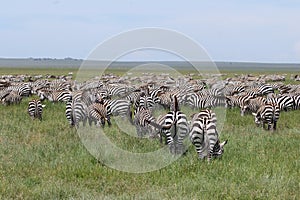 Zebra Migration Serengeti Breathtaking Safari