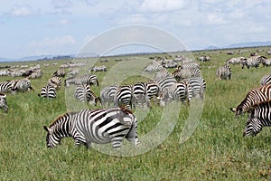 Zebra Migration Serengeti Breathtaking Safari