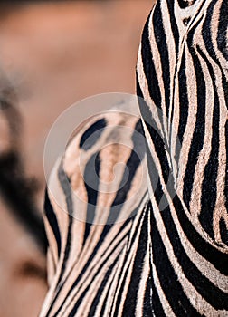 Zebra mobile pattern - black and white zebra stripes