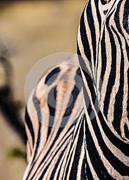 Zebra mobile second pattern - black and white zebra stripes