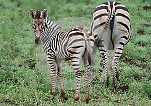 Zebra and mom