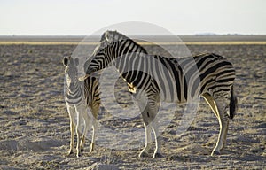 Zebra mom and baby in Etosha