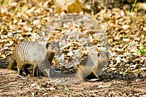 Zebra Mongoose