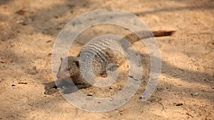 Zebra mongoose at the sandbath