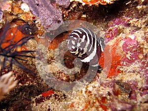 Zebra Moray