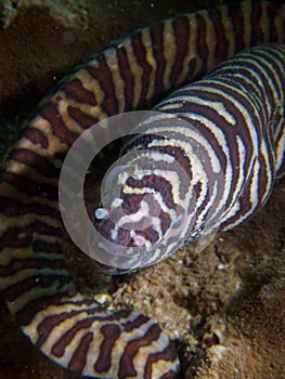 Zebra moray