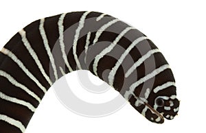 Zebra Moray Eel photo