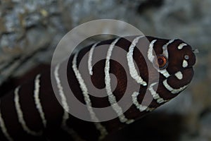 Zebra Moray Eel Closeup photo