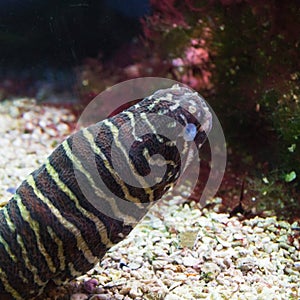 Zebra Moray Eel, Gymnomuraena zebra