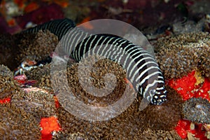 Zebra moray eel, Gymnomuraena zebra living in a tropical coral reef of Similan Islands Thailand. photo