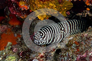 Zebra moray eel, Gymnomuraena zebra living in a tropical coral reef of Similan Islands Thailand. photo