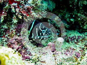 Zebra Moray Eel hiding in Coral Reef
