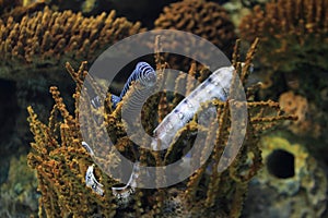 Zebra moray eel photo