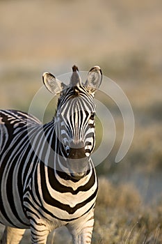 Zebra