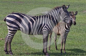 Zebra mother with calf in Lake Manyara, Tanzania