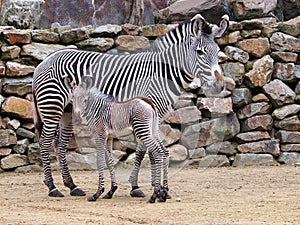 Zebra mother with child