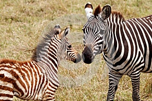 Zebra Mother and Foal