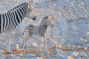 Zebra mother and foal, Okaukeujo waterhole