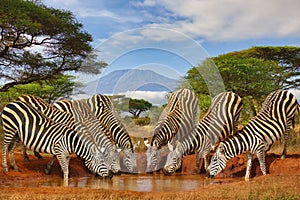 zebra and Mount Kilimanjaro in Amboseli National Park