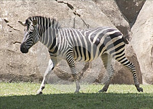 Zebra on the Move