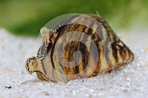 Zebra mussel (Dreissena polymorpha) in pond