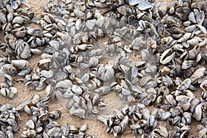 Zebra Mussels