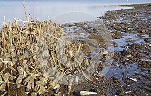 Zebra Mussels