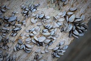 Zebra Mussels on bottom of a Pier