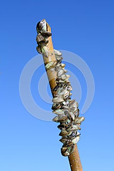 Zebra Mussels on a Branch