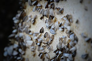 Zebra Mussels on a Pier