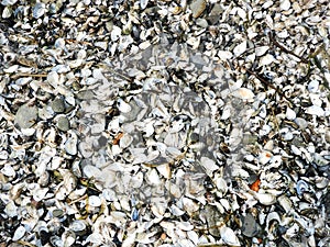 Zebra mussle shells cover the Cayuga Lake beaches in Autumn