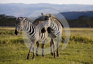 Zebra of Nakuru