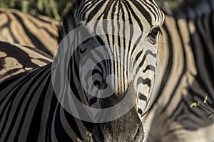 Zebra, Namibia