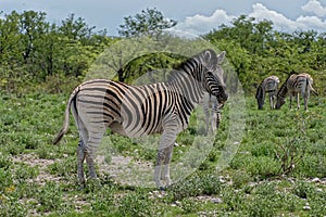 Zebra, Namibia