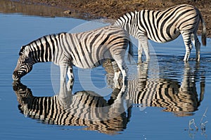 Zebra in National Park