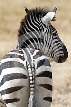 Zebra in National Park