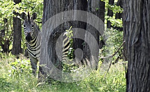 Zebra in a National Park in Africa