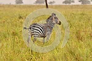 Zebra in a National Park in Tanzania, Safari