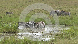 Zebra in the National Park Tsavo East, Tsavo West and Amboseli