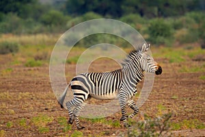 Zebra national parks of namibia between desert and savannah